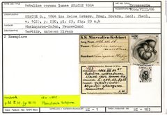 Karteikarte zum Syntyp von Robulina corona lunae Stache, 1864